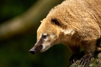 Ejemplar de coatí rojo. (Anil Öztas/Wikimedia Commons)