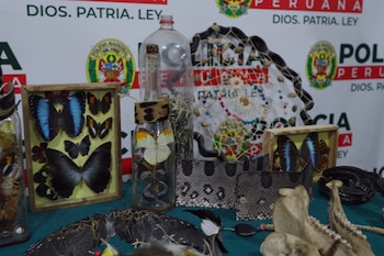 Mariposas disecadas en marcos y botellas, pieles de serpiente, huesos, plumas y artesanías expuestos ante un cartel institucional