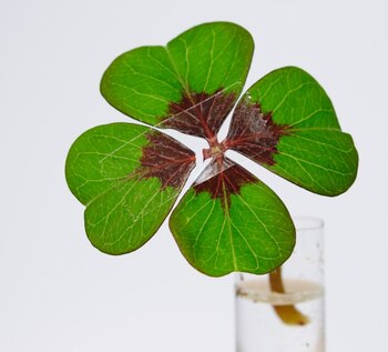 La percepción de buen o