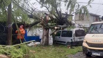Temporal y destrozos en la Costa Atlántica: hubo apagones y una camioneta fue aplastada por un árbol en Mar del Plata