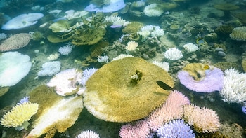 Los aerosoles de sulfato generados