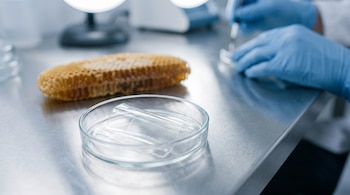 Una placa de Petri con una película transparente, un panal de abejas y las manos de un investigador con guantes azules sobre una mesa metálica.