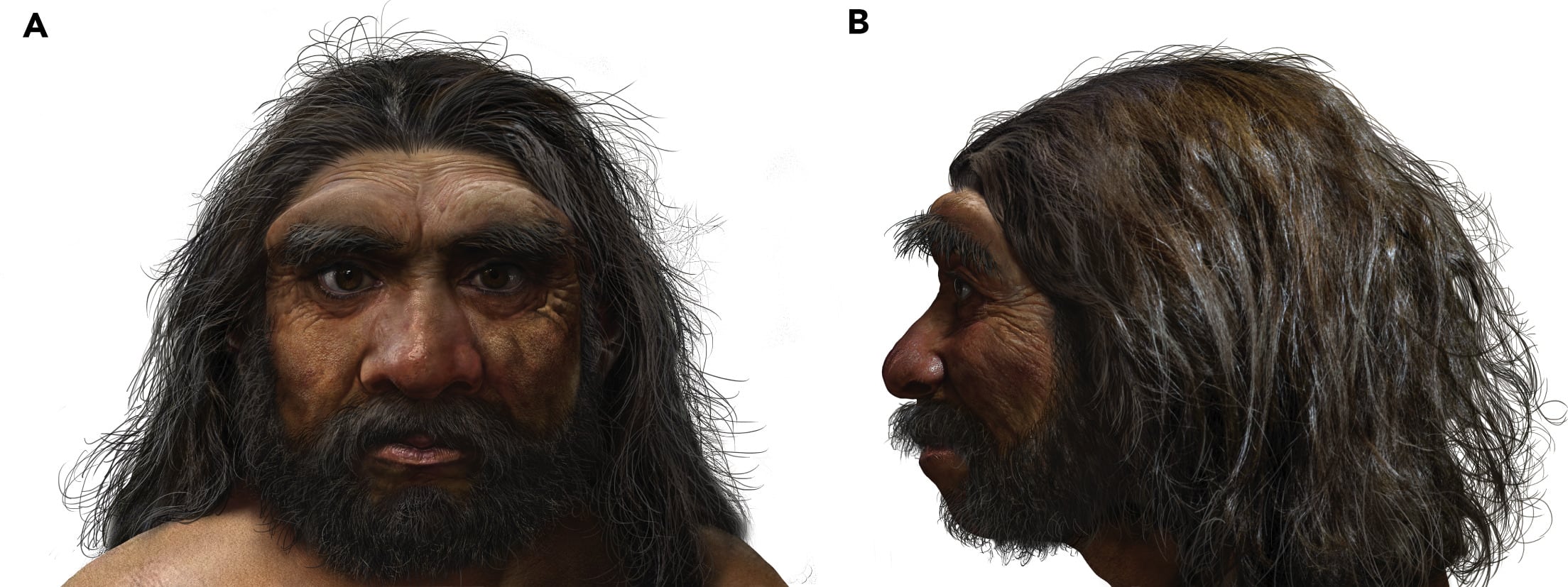 La anatomía del cráneo presenta una caja craneana amplia y órbitas oculares de gran tamaño (Gentileza, estudio: Un cráneo de gran tamaño hallado en Harbin, en el noreste de China, establece un nuevo linaje humano del Pleistoceno Medio, publicado en The Innovation)