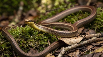 Serpiente delgada de color marrón y tonos amarillentos reptando entre musgo verde, hojas secas y pequeñas ramas.