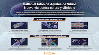Infografía horizontal que muestra la bacteria Vibrio, su flagelo, su vaina protectora, y diagramas que explican el mecanismo de infección y nuevas vías de tratamiento.