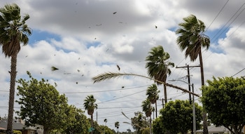 Las principales amenazas incluyeron caída