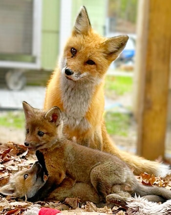 La directora de la asociación