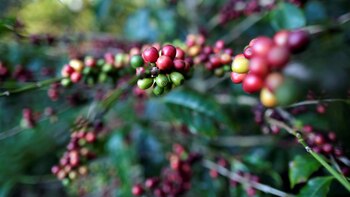 Expertos refutan la afirmación de