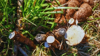 Mandioca en clave de futuro: