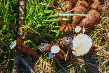 Un programa de mejoramiento genético