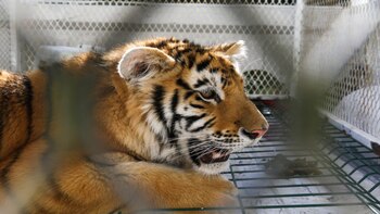 (Foto: Gobierno de Michoacán)