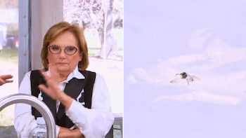 La reacción de Dolli Irigoyen