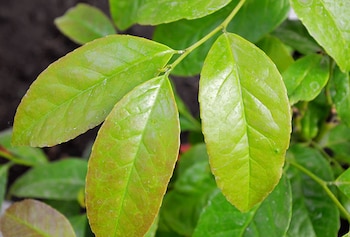 Rica en compuestos bioactivos, la