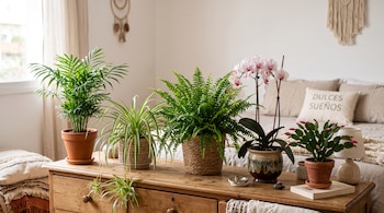 Una palma, una mala madre, un helecho, una orquídea y un cactus en macetas sobre un mueble de madera junto a una cama.