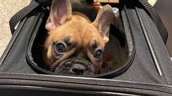 Todos los perros o gatos