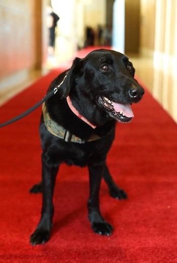 Yeager participó en más de