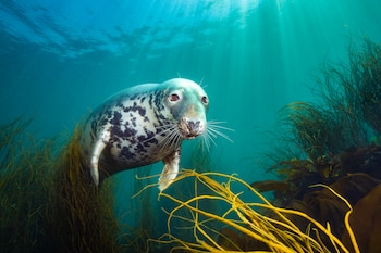 La danza analítica de un