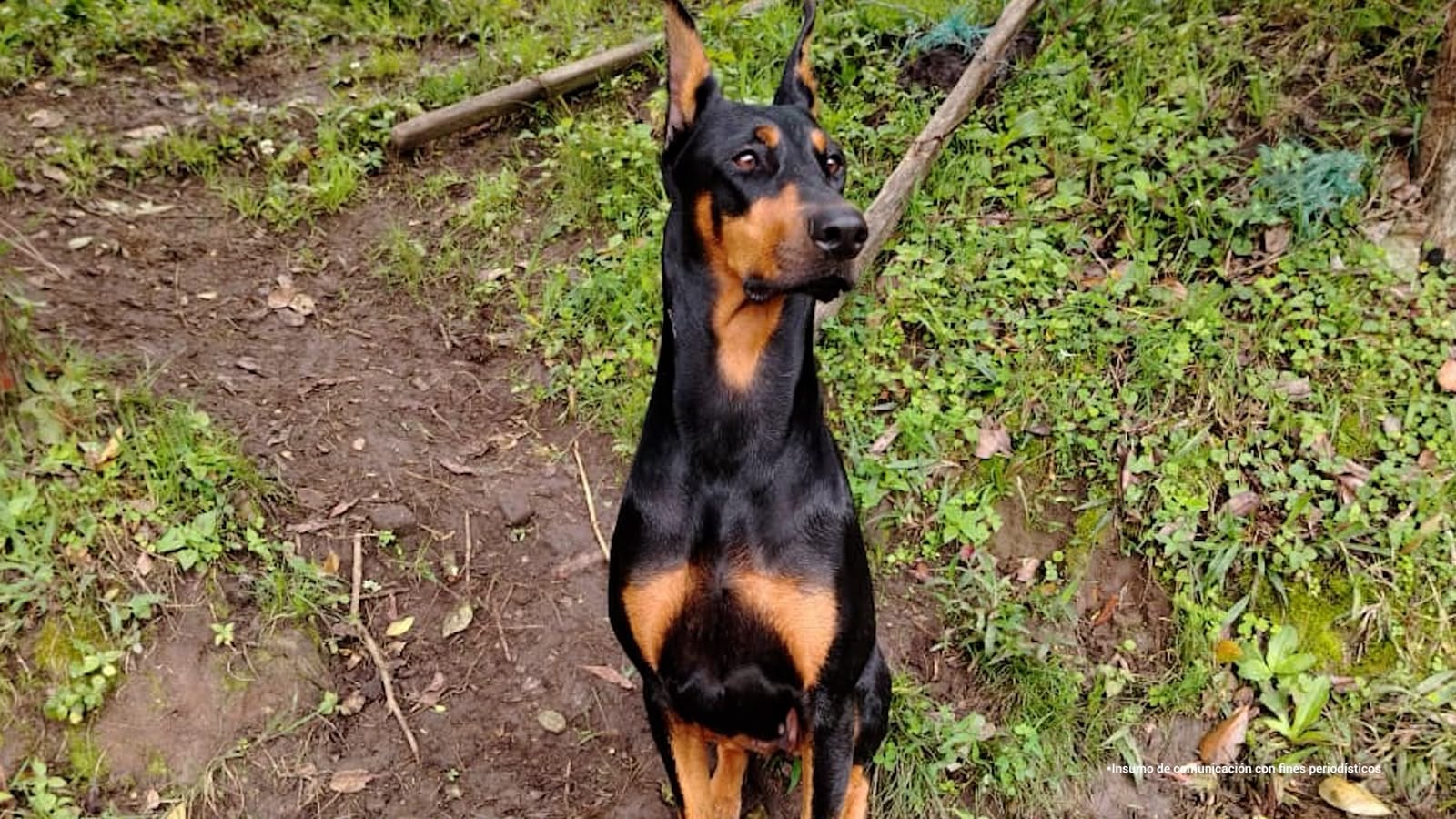 Un juez impuso detención domiciliaria a Juan Gabriel Pinzón Rincón por la muerte de la canina Nena en Cundinamarca - crédito prensa Fiscalía General de la Nación