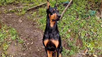 Un juez impuso detención domiciliaria a Juan Gabriel Pinzón Rincón por la muerte de la canina Nena en Cundinamarca - crédito prensa Fiscalía General de la Nación