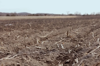 Primer plano de un campo arado con tierra marrón y residuos de tallos. Al fondo, un paisaje borroso con colinas y árboles bajo un cielo pálido