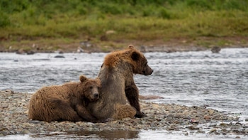 Ratifican la matanza de osos en Alaska: un magistrado autorizó una medida para proteger a otra especie