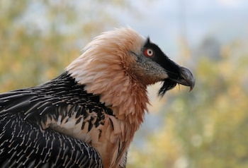 Ejemplar de quebrantahuesos. (Richard Bartz, Munich aka Makro Freak/Wikimedia Commons)
