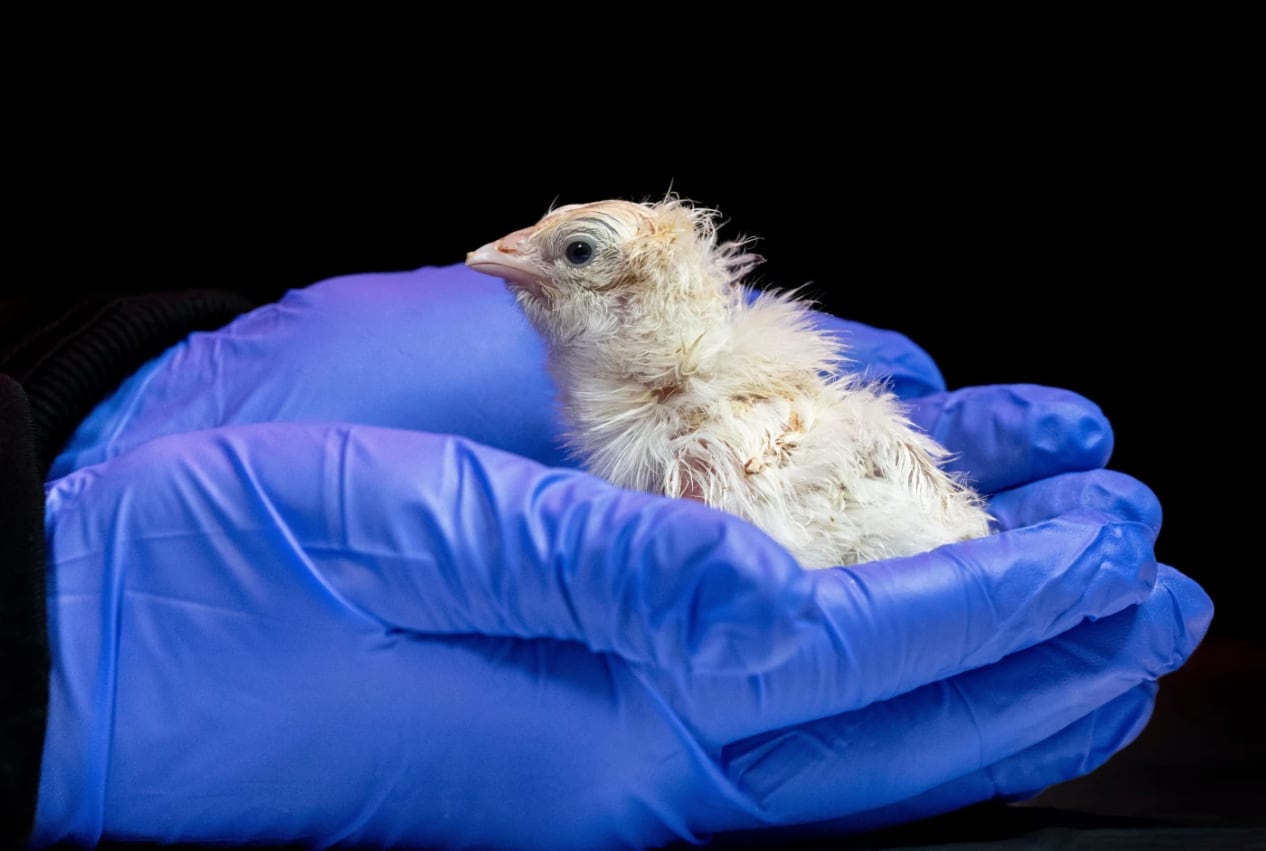 Un equipo de científicos logró que huevos fertilizados se desarrollen íntegramente en un recipiente polimérico impreso en 3D, fuera de la cáscara natural (Colossal Biosciences via AP)