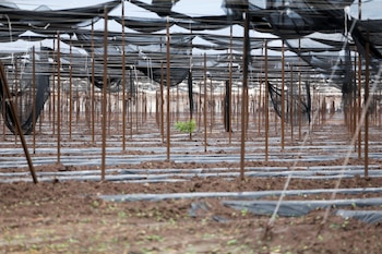 El cambio climático se convertirá