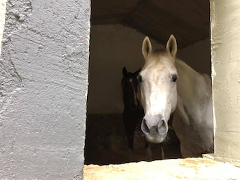 La asociación Tierra de Animales