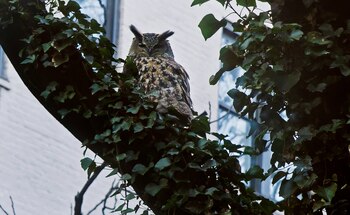 Flaco se ganó su libertad