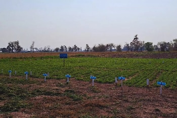 El nuevo oro verde: cuál es el cultivo que despierta el interés de los inversores pese a su poco desarrollo en la Argentina - Image 2