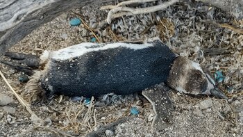 Hay mortalidad en especies que