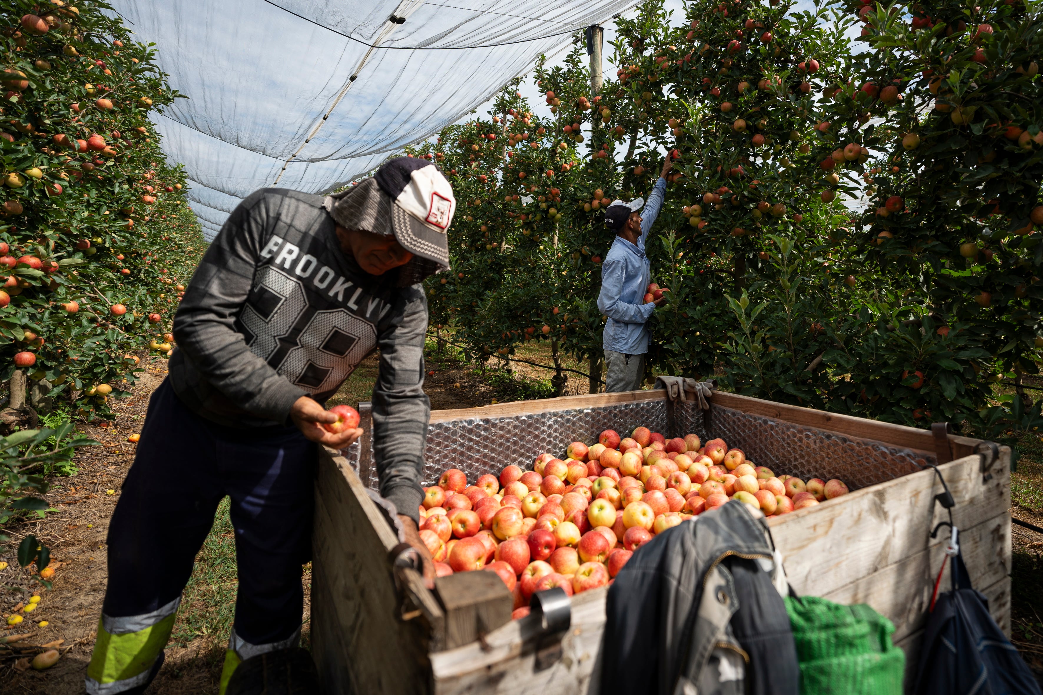 Dos trabajadores recogen manzanas en una explotación agrícola española este mes de agosto (David Borrat / EFE)