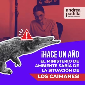La senadora Padilla divulgó documentos que señalan advertencias previas sobre el estado de los caimanes en centros de custodia. - crédito @andreanimalidad/X