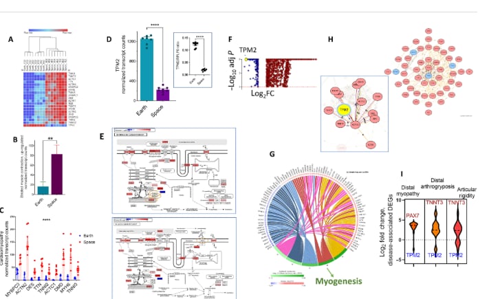 Células cultivadas en órbita presentan cambios en el ARN vinculados a trastornos cardíacos neurológicos musculares renales y sensoriales
(Science)