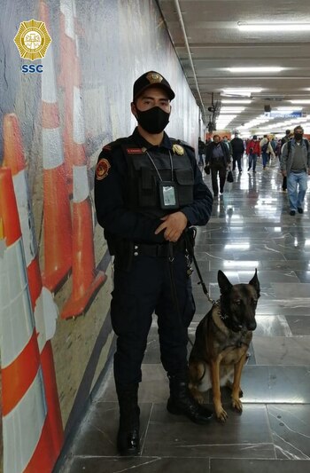 BINOMIOS CANINOS PERROS CDMX