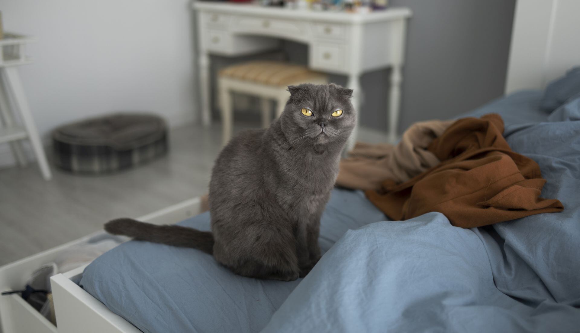 Además del 20 de febrero, los gatos cuentan con otras dos jornadas internacionales que refuerzan campañas de adopción y cuidado. (Freepik)