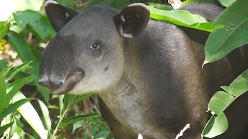 La danta vive desde México