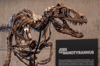 Fósil montado del cráneo y torso de un dinosaurio con dientes junto a un cartel negro con el texto Jodi The Nanotyrannus