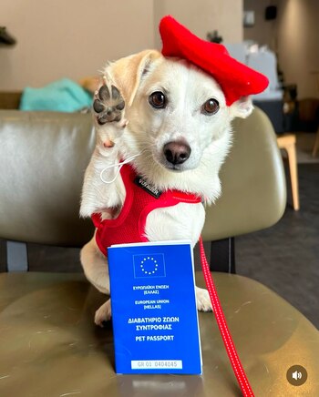 El pasaporte para mascotas y