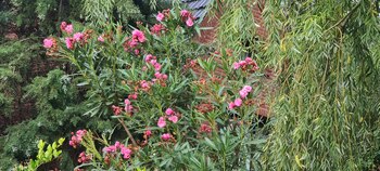 Una foto tomada sin zoom.