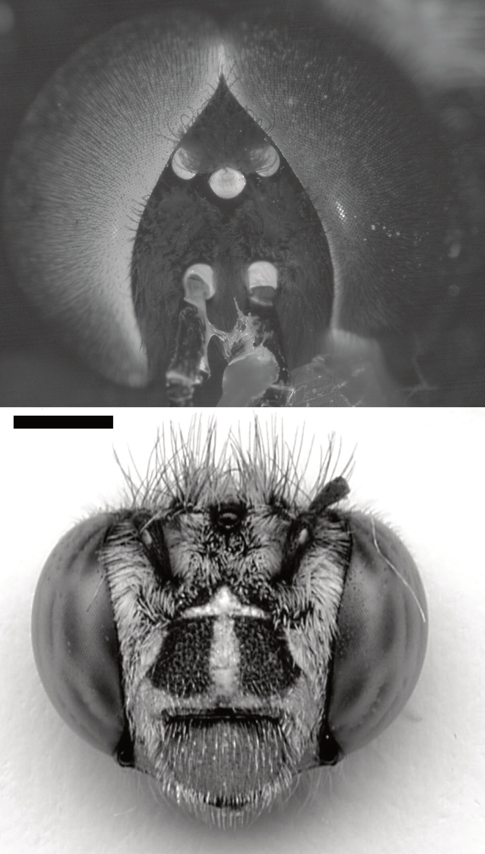 Las cuatro especies analizadas mostraron una resolución visual más alta en células fotorreceptoras que las abejas obreras de la miel (Gentileza, estudio Las grabaciones de fotorreceptores revelan una agudeza notable en las abejas solitarias pequeñas en comparación con especies más grandes, publicado en Proceedings of the National Academy of Sciences)