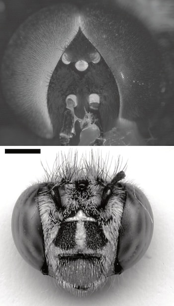 Vista detallada en blanco y negro de la cabeza, los ojos compuestos y la superficie vellosa de dos insectos
