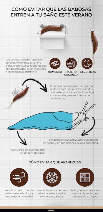 La presencia de babosas en interiores no indica falta de higiene: responde a condiciones ambientales precisas que el baño reproduce de forma natural, de acuerdo con la red universitaria Ask Extension. (Gráfico Ilustrativo Infobae México)
