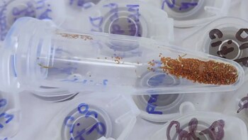 Un avance revolucionario para mejorar la calidad de las semillas