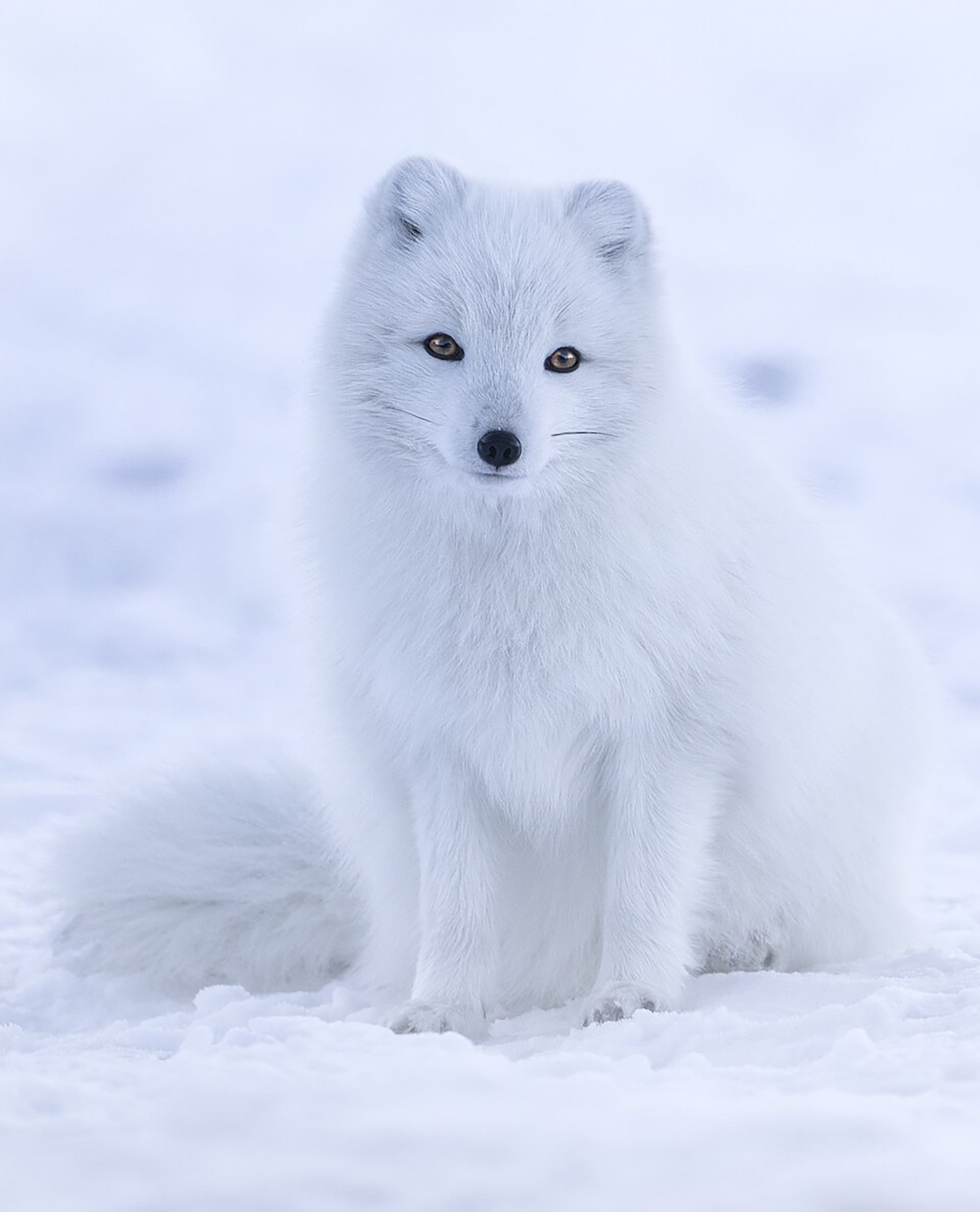 Las almohadillas cubiertas de pelo permiten al zorro ártico desplazarse sobre la nieve y proteger sus extremidades del frío