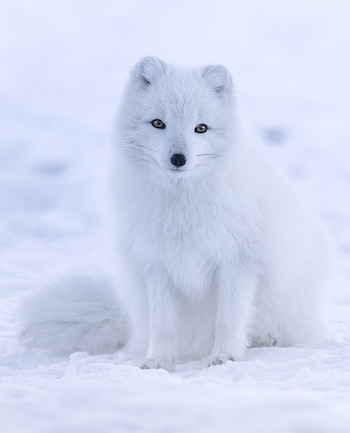 Un zorro blanco sentado en la nieve mira fijamente hacia la cámara