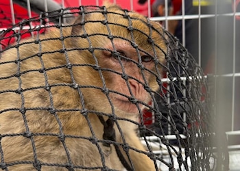 Lu tras su captura, después