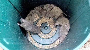 Las ratas de pelo largo