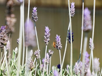 Las lavandas son unas de